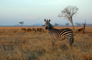 2-day-safari-mikumi-wildebeests-Zebra
