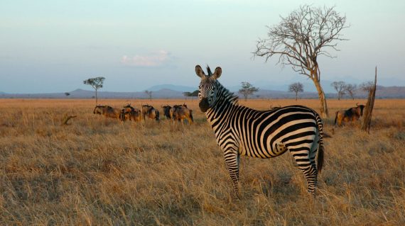 2-day-safari-mikumi-wildebeests-Zebra