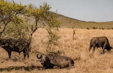 FN_Tanzania_Safari_web_040