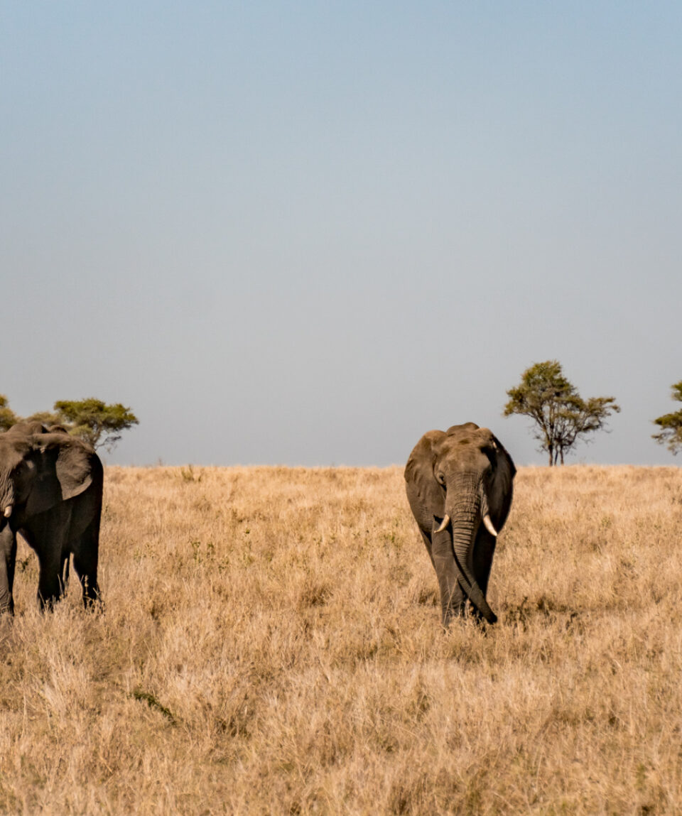 FN_Tanzania_Safari_web_042