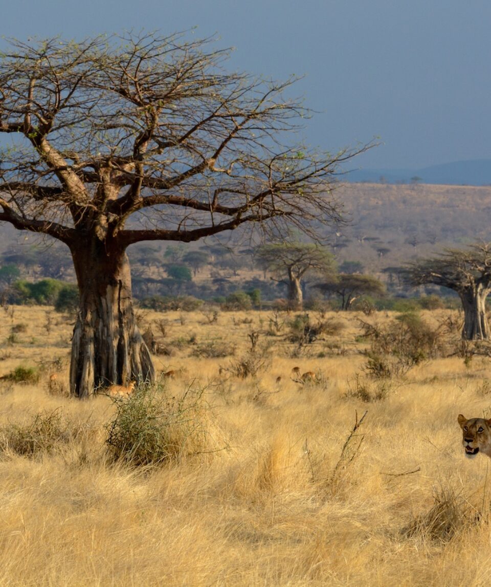 Ruaha National Park. Tanzania