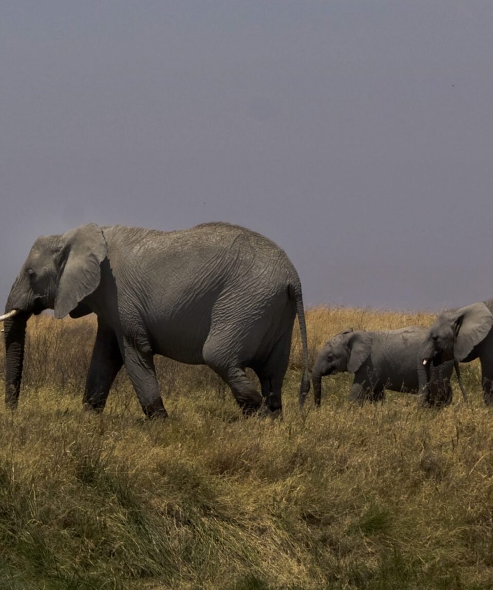 Selous-1-scaled