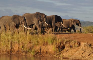 Wildlife-Mikumi-Elephants
