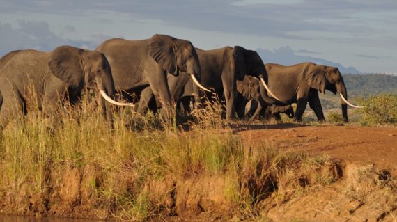 Wildlife-Mikumi-Elephants