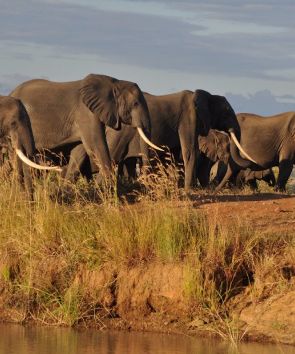 Wildlife-Mikumi-Elephants