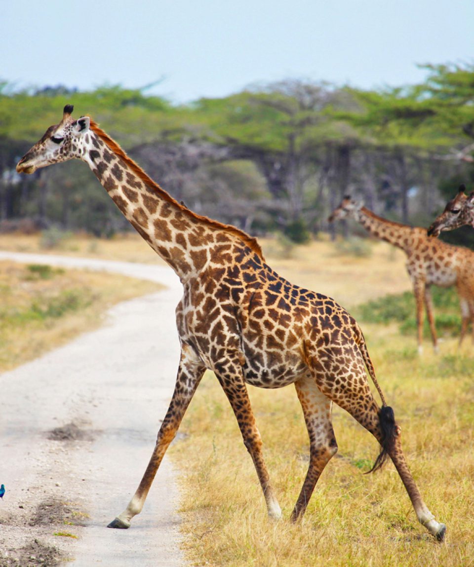 selous1