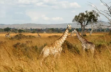 286934-giraffe-in-mikumi-national-park