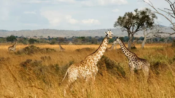 286934-giraffe-in-mikumi-national-park