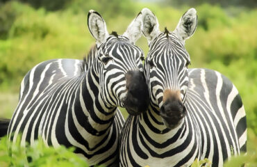 Mikumi-Safaris-Tours-National-Park