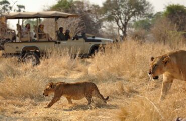 Safari-Travel-Guide