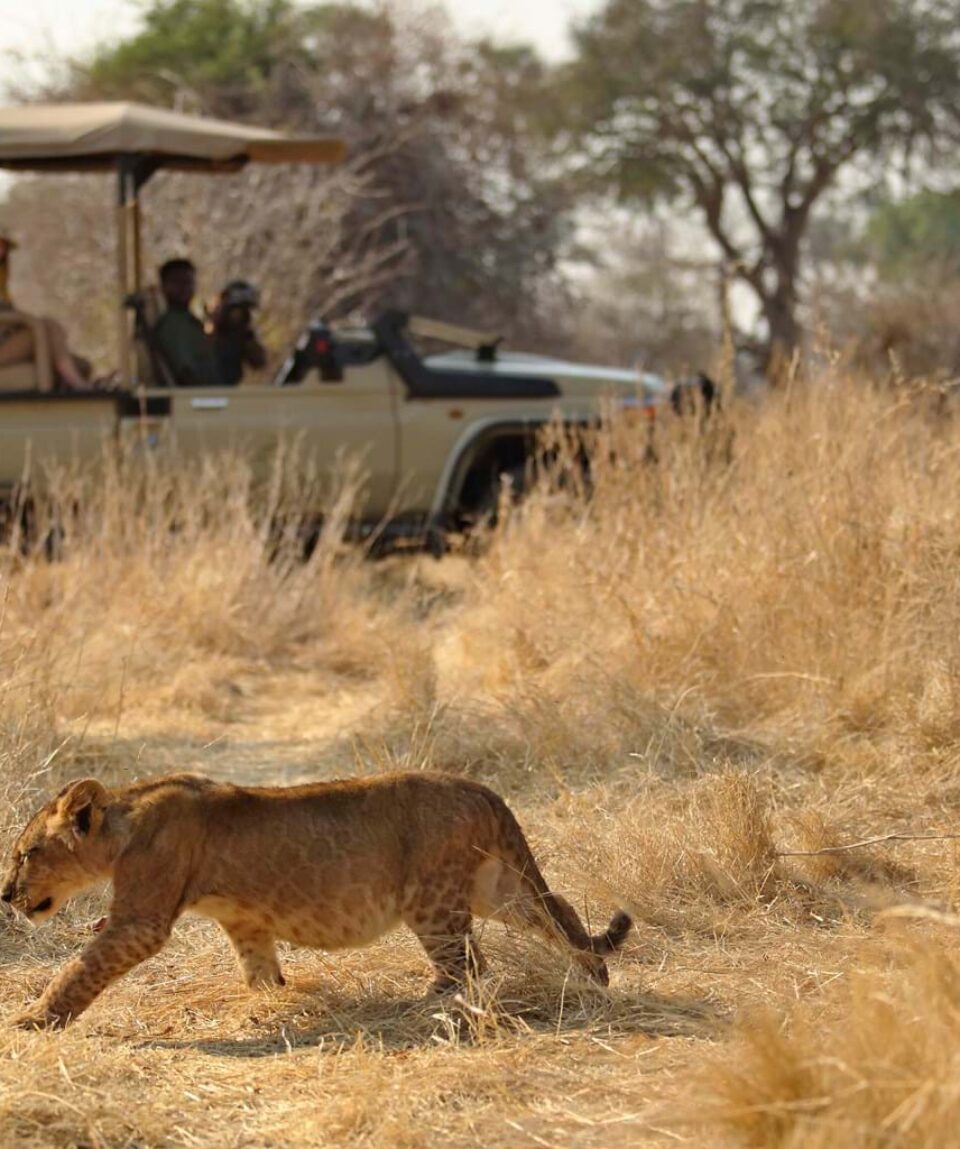 Safari-Travel-Guide