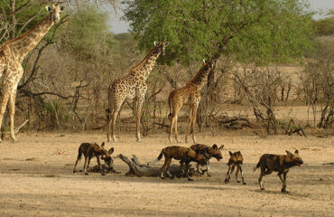 Selous-Game-Reserve (2)
