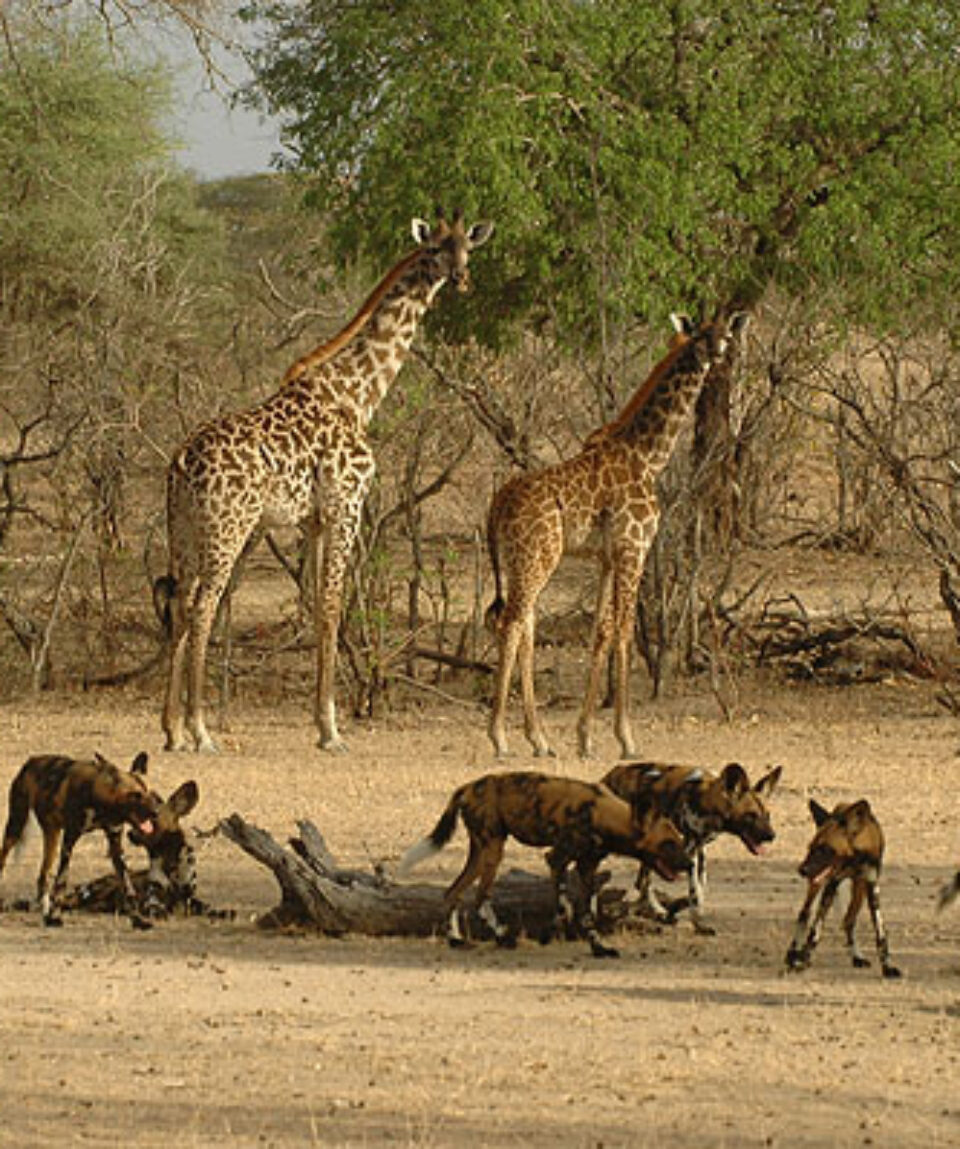 Selous-Game-Reserve