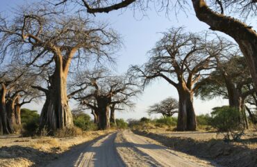baobab-trees-ruaha