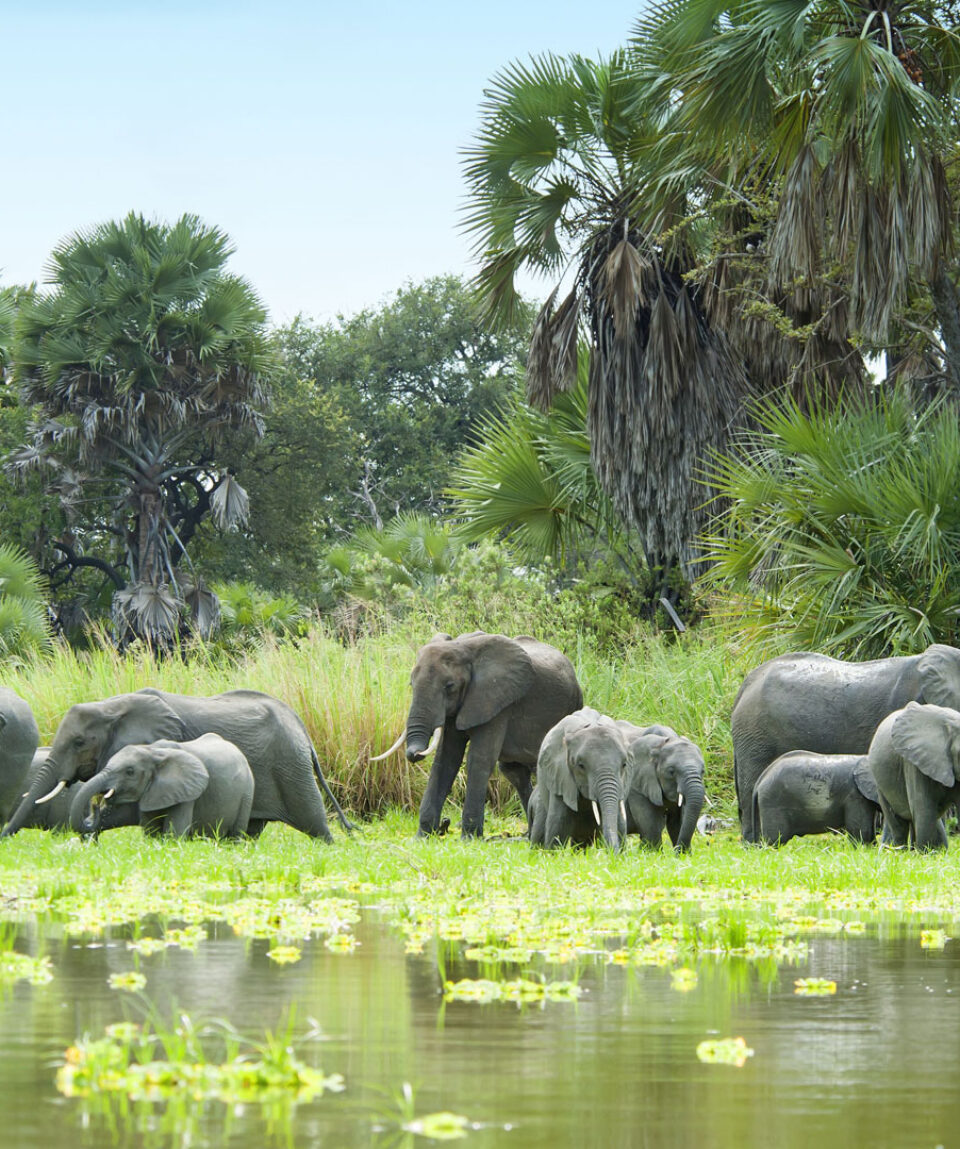herd-of-elephants-and-water-selous