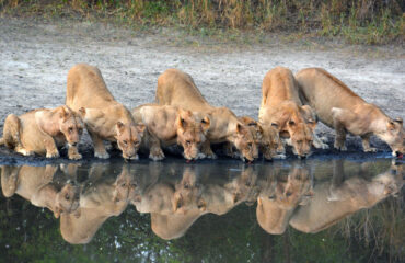 little-chem-chem-wildlife-lion-01