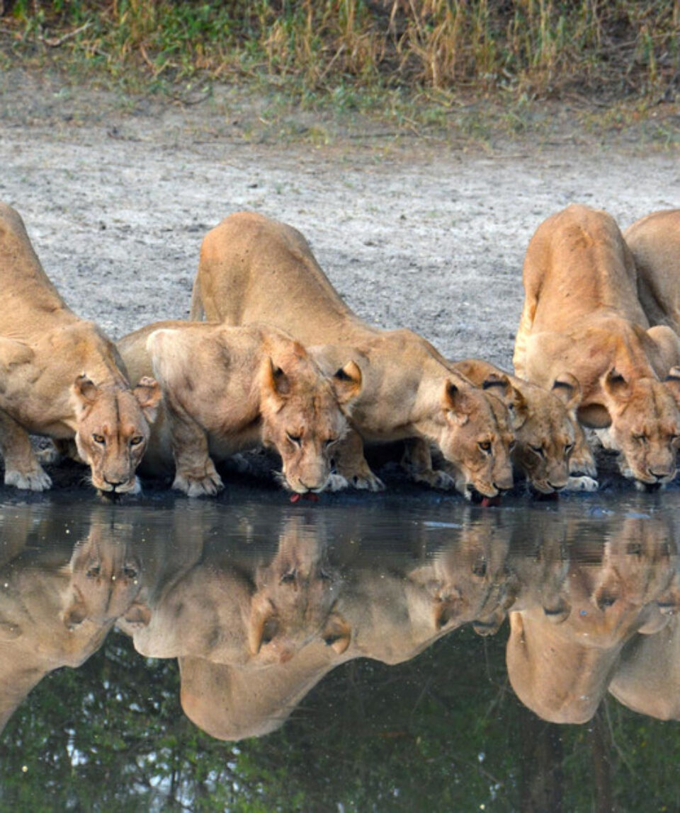 little-chem-chem-wildlife-lion-01