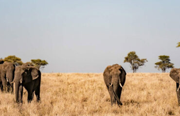 mikumi-national-park-banner-new