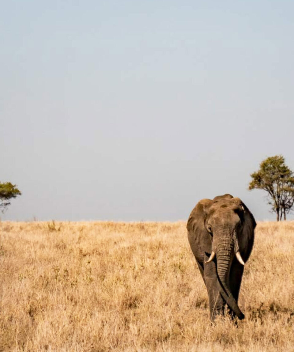 mikumi-national-park-banner-new