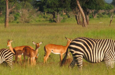 mikumi-zebras-and-impalas