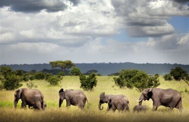 ruaha-national-park-safari