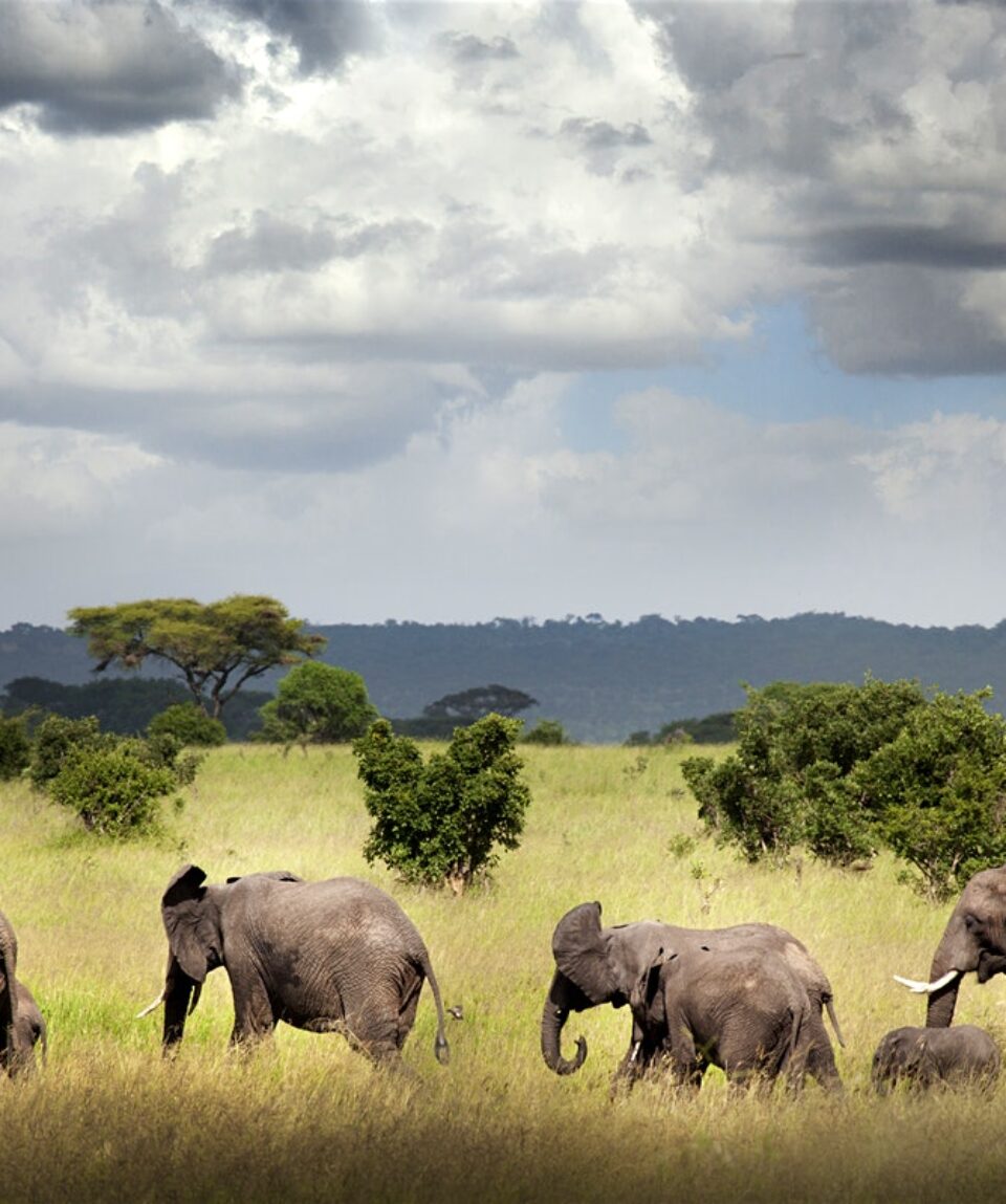 ruaha-national-park-safari