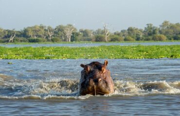 selous-hippo-splashing-rr