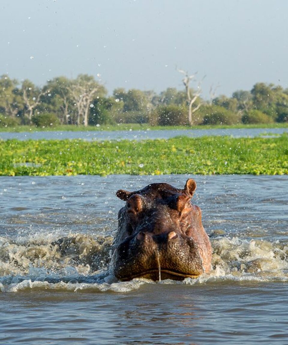 selous-hippo-splashing-rr