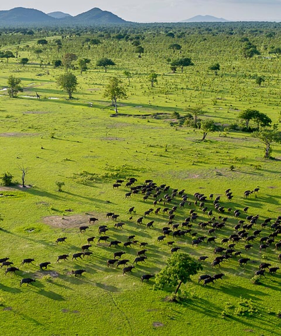 tanzania-split-selous-game-reserve-and-establish-new-national-park